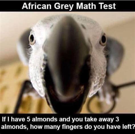 african grey Memes & GIFs .